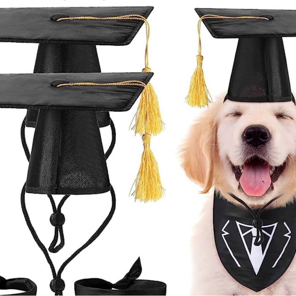 Dog graduation cap